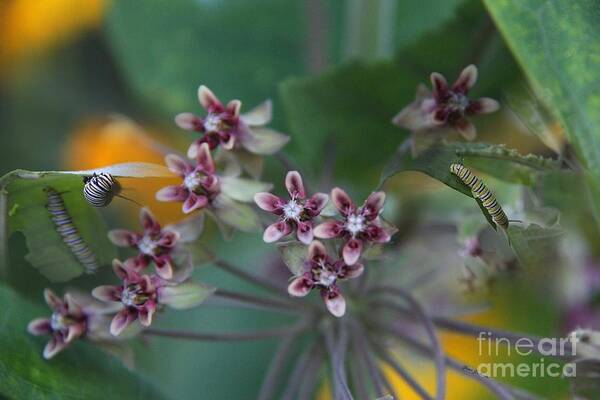 Milkweed Art Print featuring the photograph Milkweed with Monarch caterpillars by Yumi Johnson