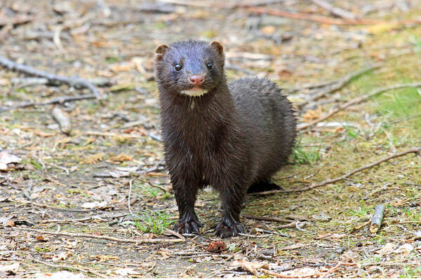 Mink Art Print featuring the photograph Mink 2 by Butch Lombardi