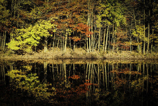 Trees Art Print featuring the photograph Mirrored Reflections in Autumn by Ola Allen