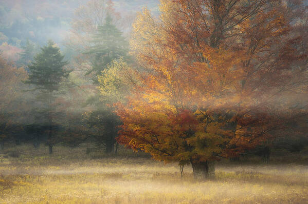 West Virginia Art Print featuring the photograph Misty Morning Maple by Joseph Rossbach