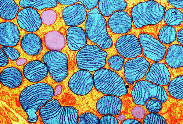 Mitochondrion Art Print featuring the photograph Mitochondria by Cnri