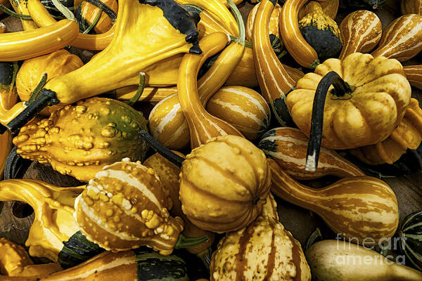 Gourds Art Print featuring the photograph Mixed Gourds by Mark Miller