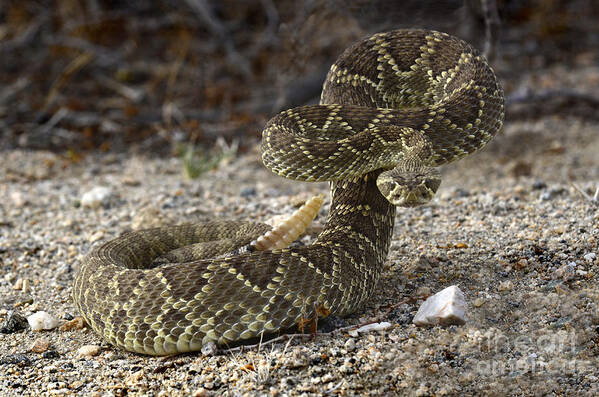 Mojave Art Print featuring the photograph Mohave Green Rattlesnake Striking Position by Bob Christopher