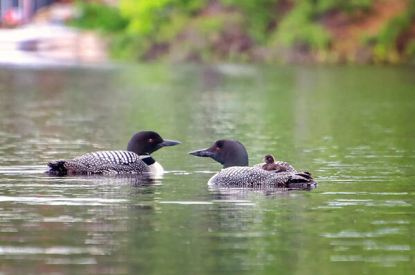 Loon Art Print featuring the photograph Mom and Dad Loon with Baby on Back by Donna Doherty