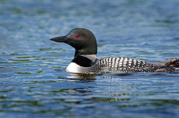 Loon Art Print featuring the photograph Mommy Loon by Donna Doherty