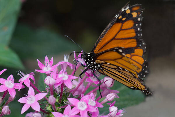 Brookside Gardens Art Print featuring the photograph Monarch 2 by Leah Palmer