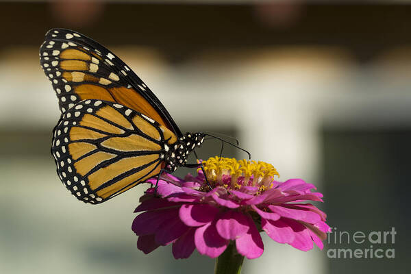 Animals And Pets Art Print featuring the photograph Monarch Butterfly Drinking on a Pink Zinnia by James L Davidson