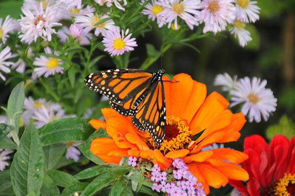 Oregon Art Print featuring the photograph Monarch Butterfly by KATIE Vigil
