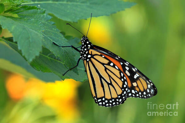 Butterfly Florida Art Print featuring the photograph Monarch Butterfly by Meg Rousher