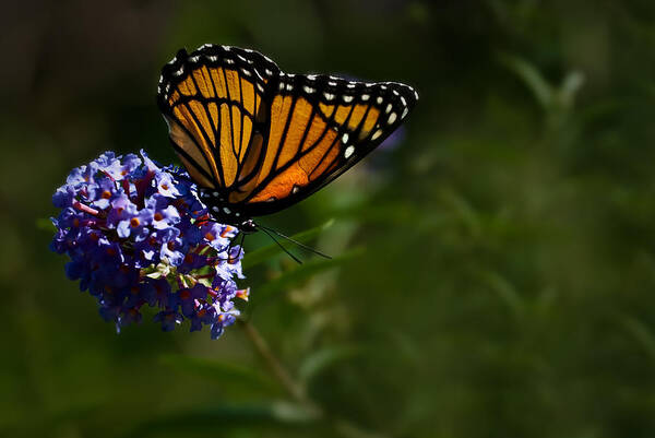 Monarch Butterfly Art Print featuring the photograph Monarch Butterfly by Onyonet Photo Studios