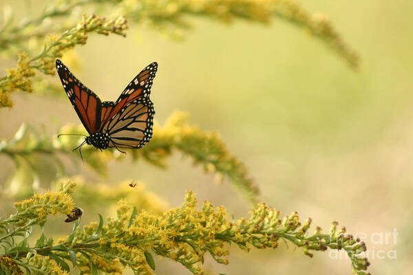 Monarch In Flight With Goldenrod Art Print featuring the photograph Monarch in flight by B Rossitto