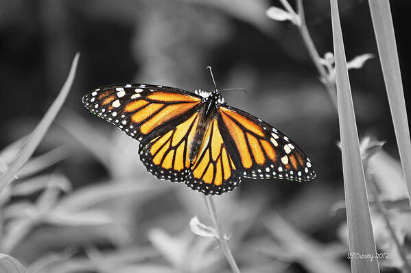 Monarch Art Print featuring the photograph Monarch in Its Glory by Susan Stevens Crosby