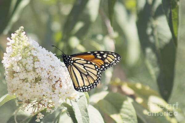 Monarch Art Print featuring the photograph Monarch on buddleia by Cindy Garber Iverson
