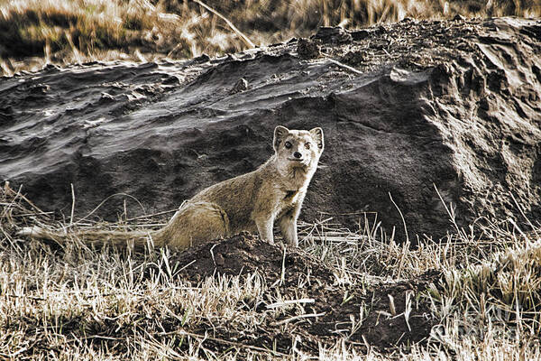 Mongoose Art Print featuring the photograph Mongoose-South Africa by Douglas Barnard