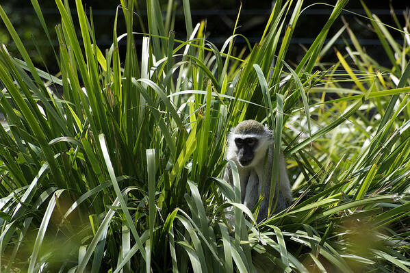 Australian Art Print featuring the photograph Monkey In The Grass by Graham Palmer