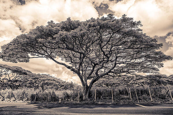 African Art Print featuring the photograph Monkey Pod Tree by Robert FERD Frank