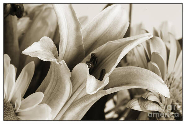 Lilly Art Print featuring the photograph Monochrome Lilly 8020.01 by M K Miller