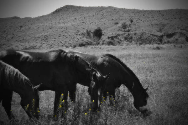 Montana Art Print featuring the photograph Montana Horses by Kathy Williams-Walkup