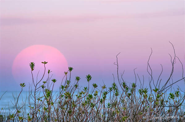 Florida Art Print featuring the photograph Moonrise over dunes by Stacey Sather