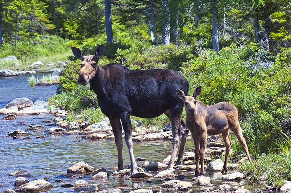 Moose Art Print featuring the photograph Moose and baby 4 by Glenn Gordon