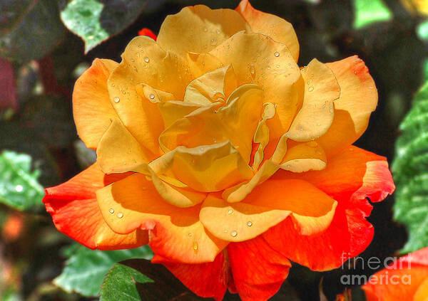 Flowers Art Print featuring the photograph Morning Dew On A Yellow Rose by Kathy Baccari