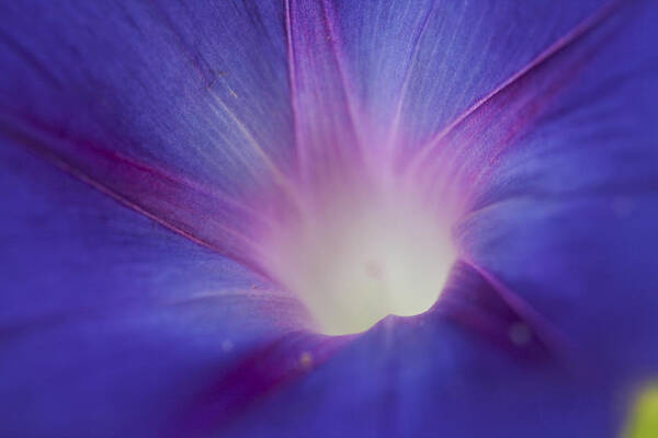 Flower Art Print featuring the photograph Morning Glory Close-up by Robert Camp
