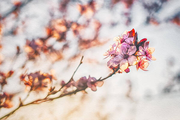 Spring Art Print featuring the photograph Morning Glory by Joshua Minso