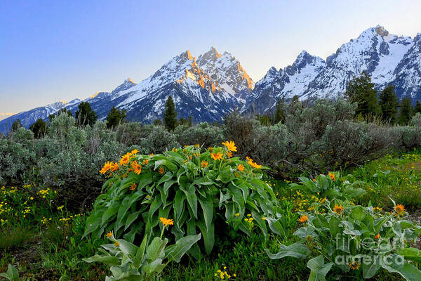 Grand Teton National Park Art Print featuring the photograph Morning in Teton by Deby Dixon