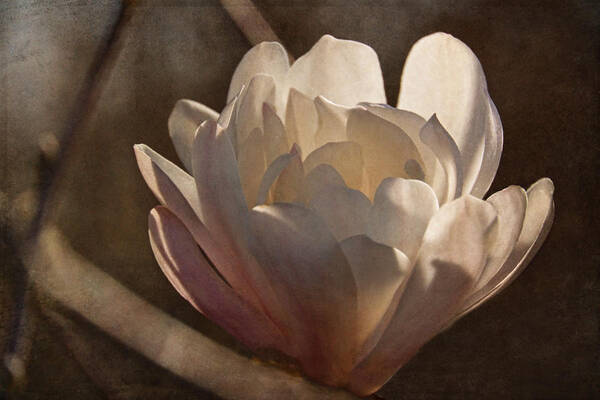 Magnolia Art Print featuring the photograph Morning Magnolia Blossom by Theo O'Connor