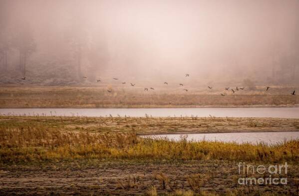 Birds Art Print featuring the photograph Morning Mist At The Lake by Peggy Hughes