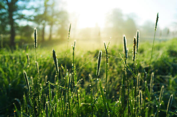 Grass Art Print featuring the photograph Morning On Meadow by Spooh