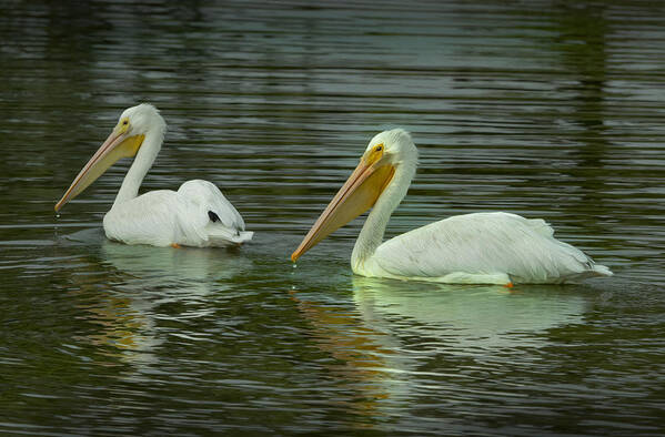 Pelicans Art Print featuring the photograph Morning rendezvous by Patricia Dennis