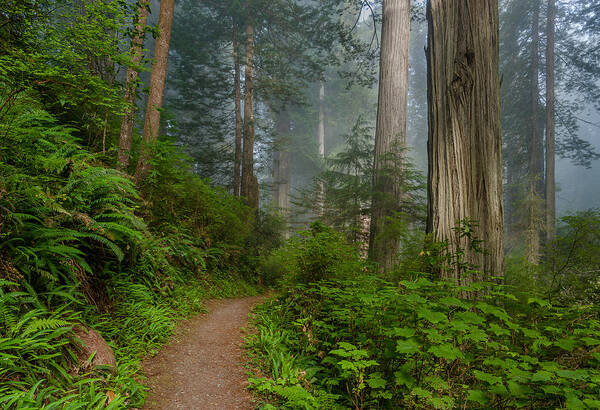 Redwoods Art Print featuring the photograph Morning walk through Redwoods by Greg Nyquist