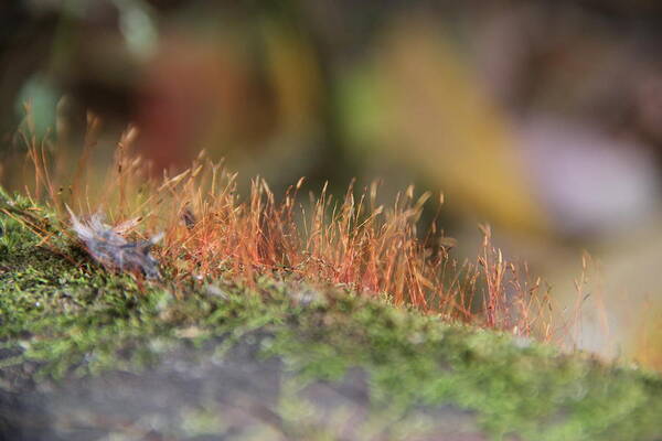 Bokeh Art Print featuring the photograph Moss by A K Dayton