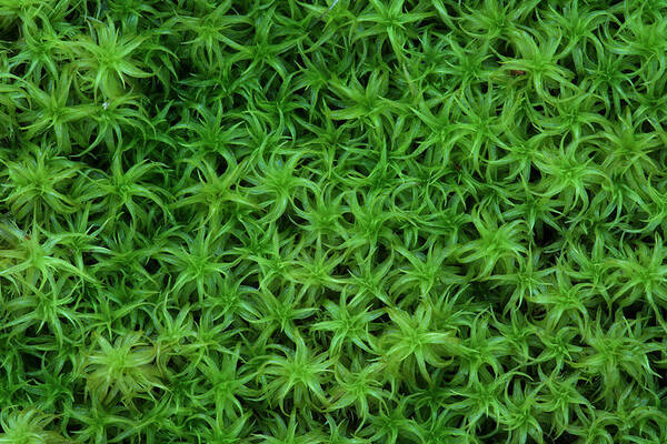 Atrichum Sp. Art Print featuring the photograph Moss by Daniel Reed