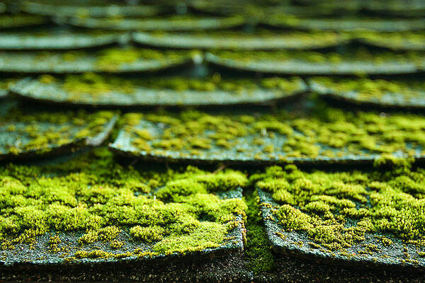 Green Art Print featuring the photograph Mossy Roof Tiles by Lisa Chorny