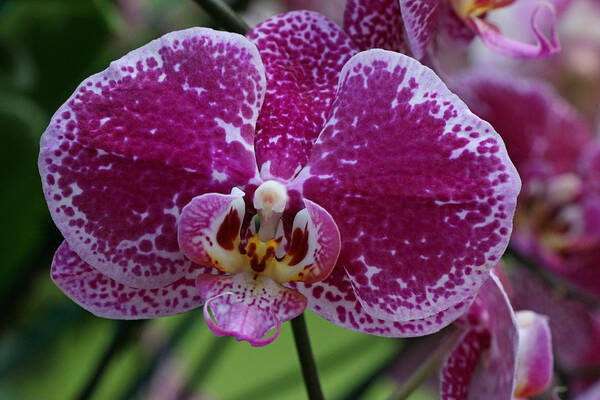 Moth Orchid Art Print featuring the photograph Moth Orchid 1 by Allen Beatty