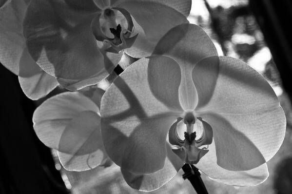 Flower Art Print featuring the photograph Moth Orchid Backlit by Ron White