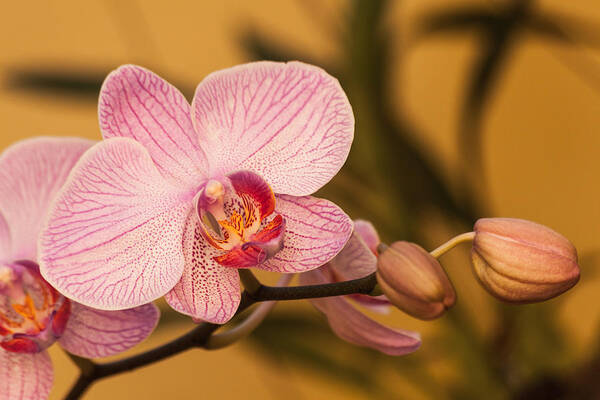 Blossom Art Print featuring the photograph Moth Orchid by Ed Gleichman