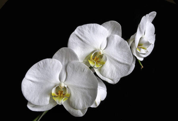 White Moth Orchid Art Print featuring the photograph Moth Orchid Trio by Ron White