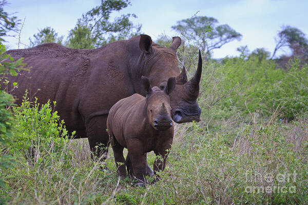 Rhino Art Print featuring the photograph Mother and Baby Rhino by Jennifer Ludlum