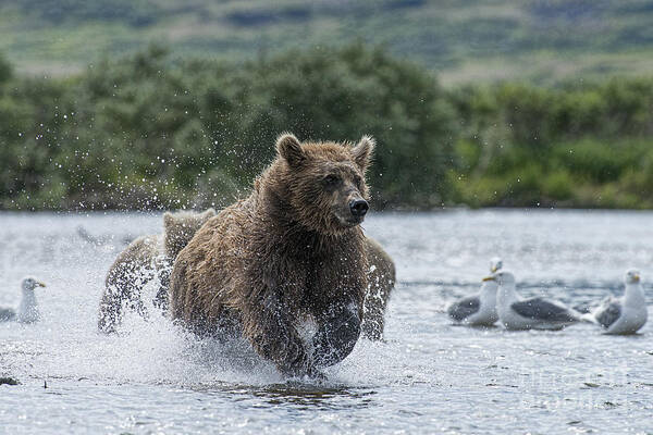 Brown Bear Art Print featuring the photograph Mother brown bear chasing after salmon by Dan Friend
