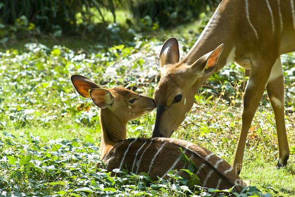 Deer Art Print featuring the photograph Motherly Love by Anthony Sacco