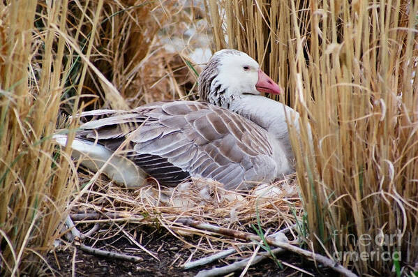 Christian Art Print featuring the photograph Mother's Day Goose by Anita Oakley