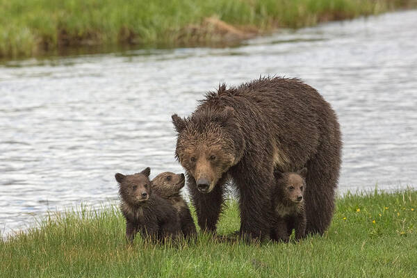 Grizzly Bear Art Print featuring the photograph Mother's Day by Sandy Sisti