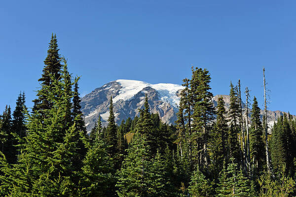 Fall Art Print featuring the photograph Mount Rainier Evergreens by Anthony Baatz