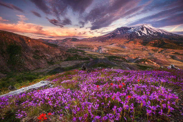  Sun Art Print featuring the photograph Mount St Helens Lives On by Darren White