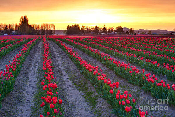 Tulip Art Print featuring the photograph Mount Vernon Tulip Rows by Mike Reid
