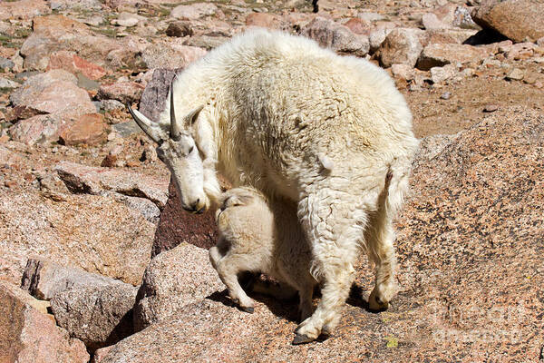 Arapaho National Forest Art Print featuring the photograph Mountain Goat Kid at Lunch Time on Mount Evans by Fred Stearns