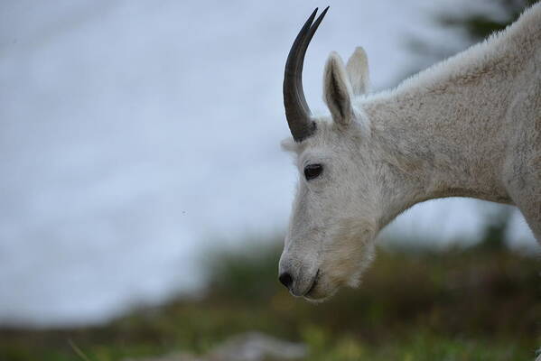 Mountain Goat Art Print featuring the photograph Mountain Goat by Whispering Peaks Photography